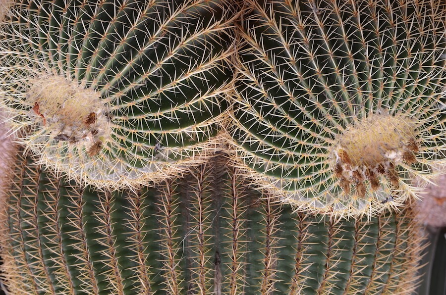 Dornen-Kaktus