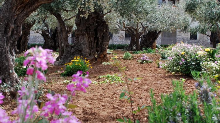 Getsemane, Jerusalem für 12 Bäume im Paradies