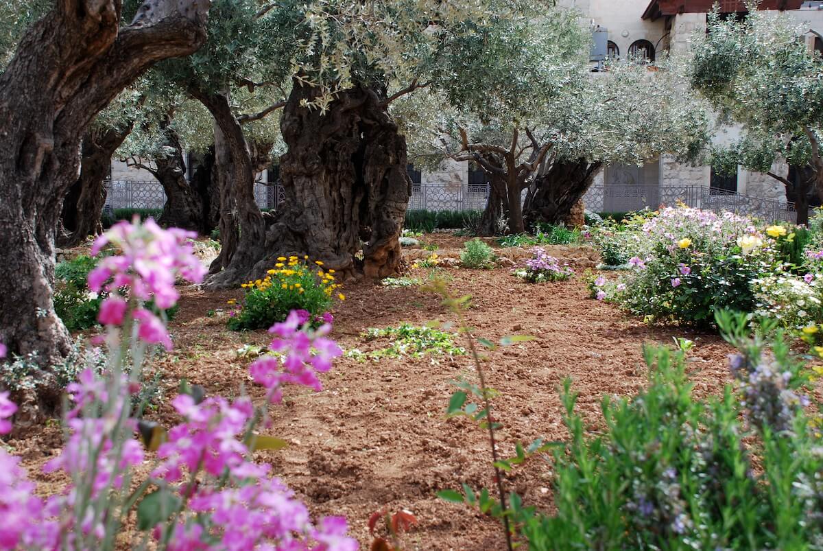 Getsemane, Jerusalem für 12 Bäume im Paradies