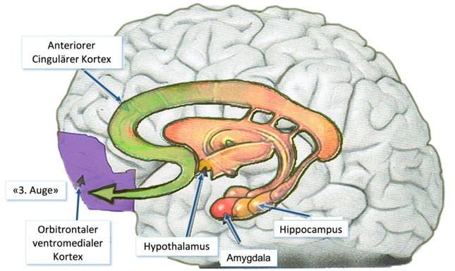 limbisches System