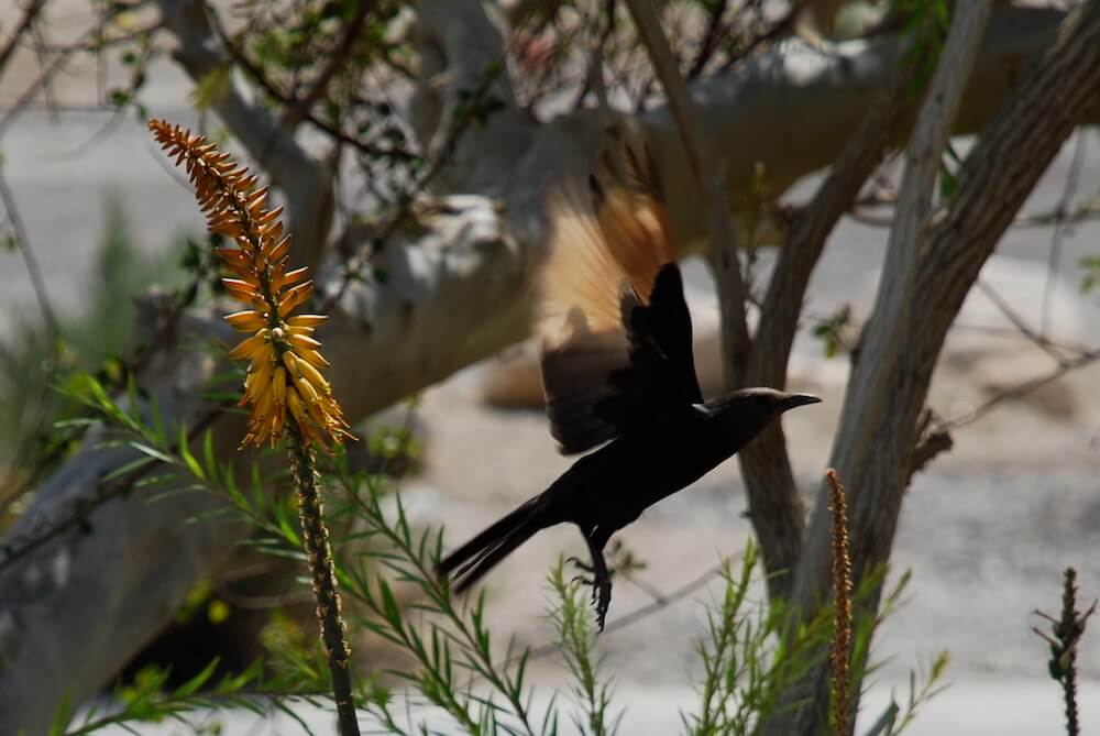 Goldgefiederter Vogel für die Auferstehungskraft