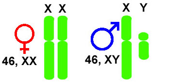 XY-Chromosomen