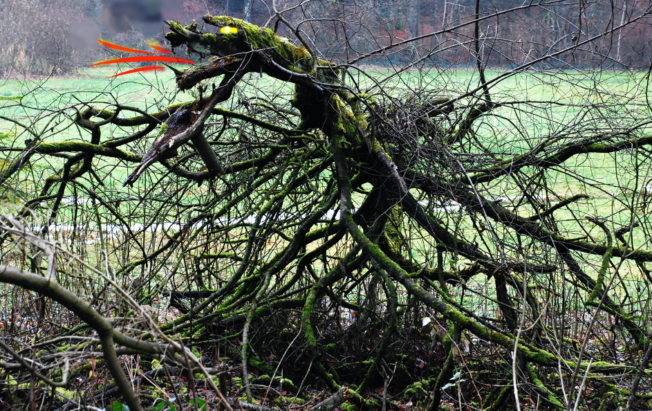 Drache aus Wurzeln