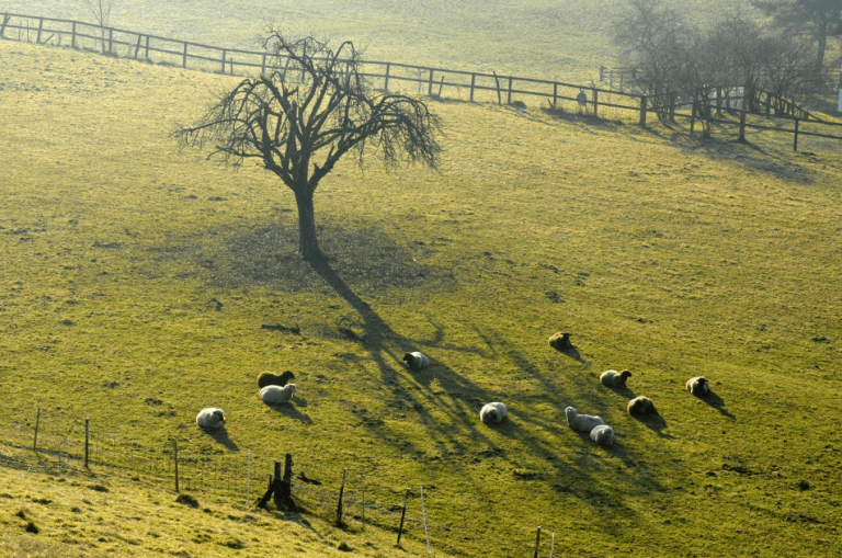 Schafe auf der Weide für Psalm 23, der gute Hirte